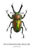 phalacrognathus muelleri